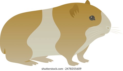 Color vector illustration of domestic guinea pig or cavy side view. Wild animal rodent isolated on white background. Wildlife of South America. Exotic pet.