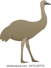 Color vector illustration of emu or ostrich. Wild large flightless bird isolated on white background. Wildlife of Australia.