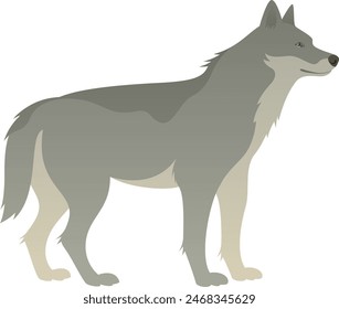 Ilustración vectorial de color del lobo gris de pie, vista lateral. Mamífero carnívoro animal salvaje con aislado sobre fondo blanco. Vida salvaje del mundo.