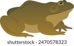 Color vector illustration of green bullfrog side view. Wild large predatory frog isolated on white background. Wildlife of North America.