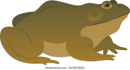 Ilustración vectorial de color de la vista lateral de la rana toro verde. Grande rana depredadora salvaje aislada sobre fondo blanco. Fauna de América del Norte.