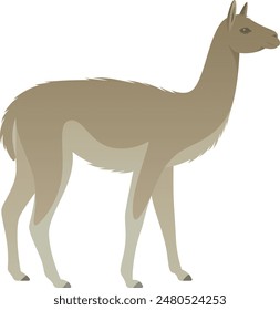 Color vector illustration of guanaco side view. Farm animal isolated on white background. Herbivorous mammal, camel family of South America.