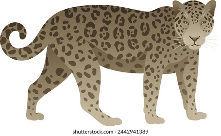 Color vector illustration of jaguar standing, walking, side view. Wild cat family animal isolated on white background. Wildlife of America.