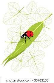 The color vector illustration of a ladybug (ladybird) on a leaf with leaves background.