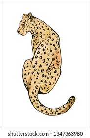 Color vector illustration of a leopard on a white background