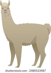 Color vector illustration of llama side view. Farm animal isolated on white background. Herbivorous social mammal of South America.