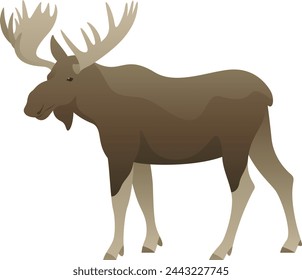 Color vector illustration of moose standing, walking, side view. Wild animal with big antlers isolated on white background. Forest wildlife.