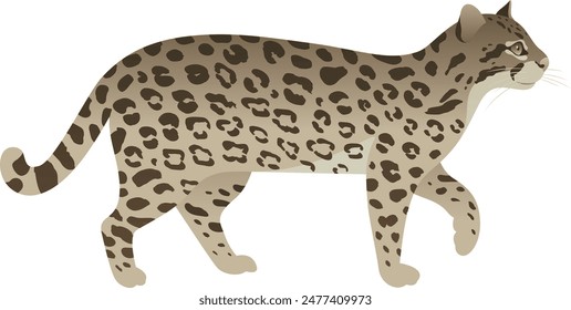 Color vector illustration of ocelot side view. Spotted wild cat isolated on white background. Carnivorous animal. Jungle, tropical, exotic, small leopard.