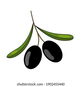 Color vector illustration of olive branch with leaves and black fruits, berries.