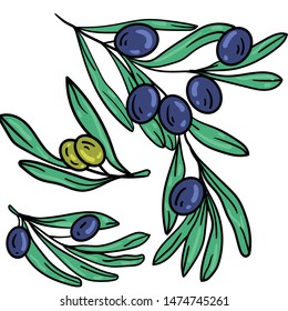 Color vector illustration with olives on branch with leaves on white background. Postcard and logo idea. Hand drawn cartoon illustration. Good for printing. 