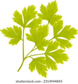 color vector illustration of parsley, parsley branch, herbs and vegetables, spices and herbs, vitamin a