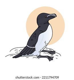 Color vector illustration of razorbill 