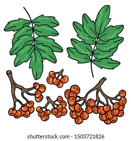 Color vector illustration with rowan and leaf on white background. Postcard and logo ideas. Doodle style. Good for printing.