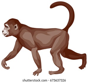 Color vector illustration of a running brown monkey