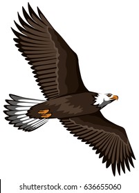 Color Vector Illustration Of A Soaring Bird Of A Eagle With Spread Wings