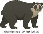 Color vector illustration of spectacled, mountain or Andean bear side view. Wild animal isolated on white background. Omnivorous mammal. South American wildlife.