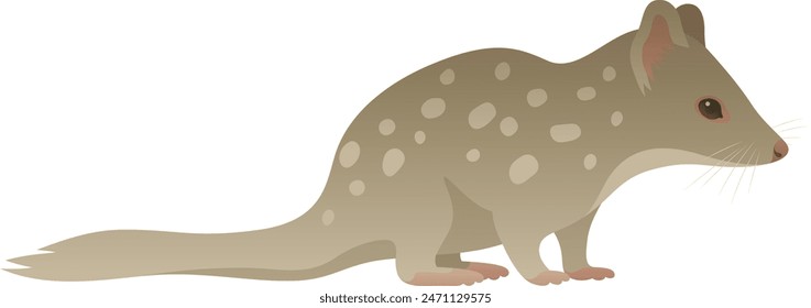 Color vector illustration of spotted Australian tiger quoll side view. Carnivorous wild animal isolated on white background. Wildlife of Australia.