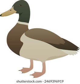 Color vector illustration of standing, swimming mallard side view. Wild duck isolated on white background. Wildlife of the world.