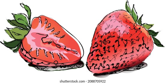 color vector illustration with strawberries