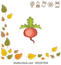Color vector illustration. Sugar beet