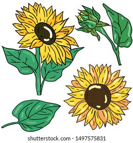 Color vector illustration with sunflower and green leaves on white background. Postcard and logo ideas. Doodle style. Good for printing.