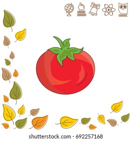 Color vector illustration. Tomato icon