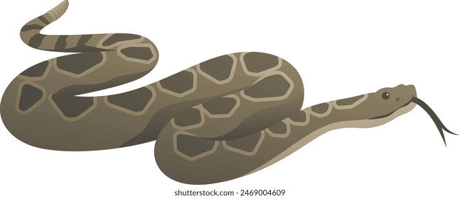 Color vector illustration of venomous rattlesnake. Big predatory snake viper isolated on white background. Wildlife of the world.