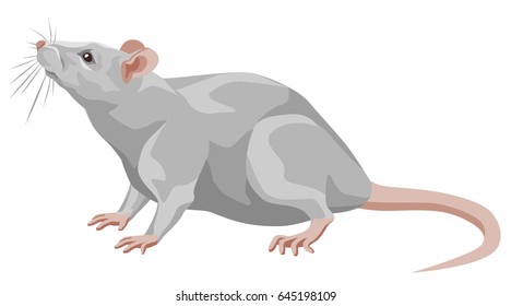 Color vector illustration of white rat looking up