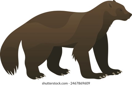 Color vector illustration of wolverine animal standing, side view. Wild carnivorous mammal with isolated on white background. Wildlife of North America.