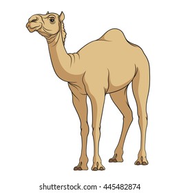 Color vector image of a camel. Isolated object on a white background. 