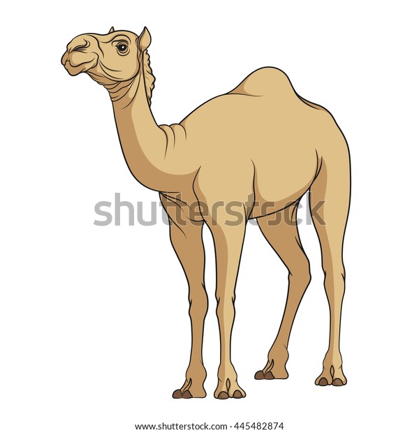 Color vector image of a camel. Isolated object on a\
white background. 