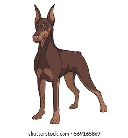 Color vector image of a Doberman. Isolated object on white. 