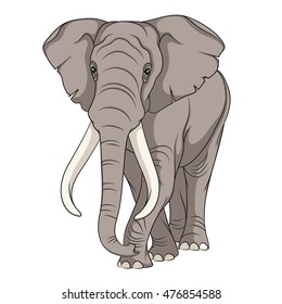 Color vector image of an elephant. Isolated object. 