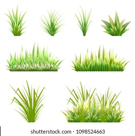 Color vector image of a green reeds grass and a number of coast plants on a white background. Illustration of spring sprouts and weeds in a pasture or garden. Stock vector