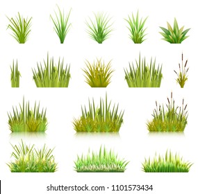 Color vector image of a green reeds grass and a number of coast plants on a white background. Illustration of spring sprouts and weeds in a pasture or garden. Stock vector