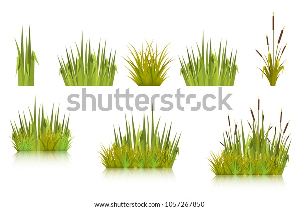 白い背景に緑のアシの草と多くの海岸植物のカラーベクター画像 牧草地や庭に春の芽や雑草が描かれたイラスト ストックベクター画像 のベクター画像素材 ロイヤリティフリー