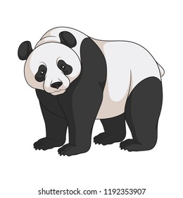 Color vector image of a panda. Isolated object on white background.