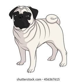 Color vector image of a pug. Isolated object on white. 