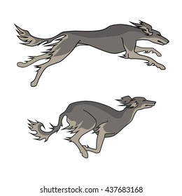 Color vector image of running dogs saluki breed, two poses