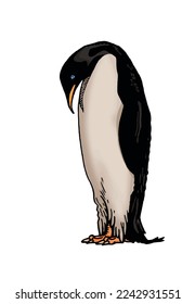 Color vector penguin on white isolated , bird of Antarctica and the south coast of Africa