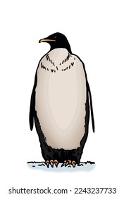 Color vector penguin on white isolated , bird of Antarctica and the south coast of Africa