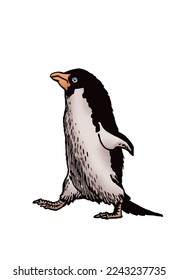 Color vector penguin on white isolated , bird of Antarctica and the south coast of Africa