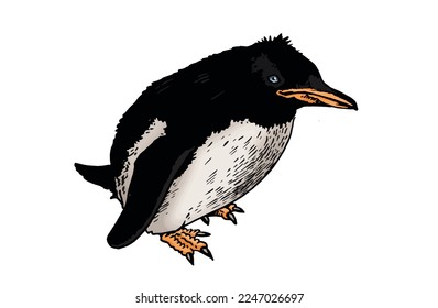 Color vector penguin on white isolated , bird of Antarctica and the south coast of Africa