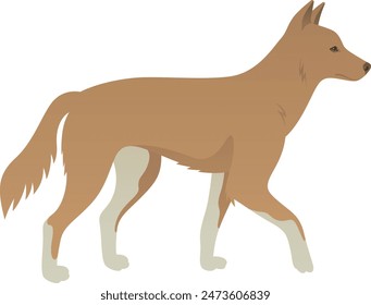 Color vector realistic illustration of Australian dingo dog side view. Wild animal isolated on white background. Wildlife of Australia.