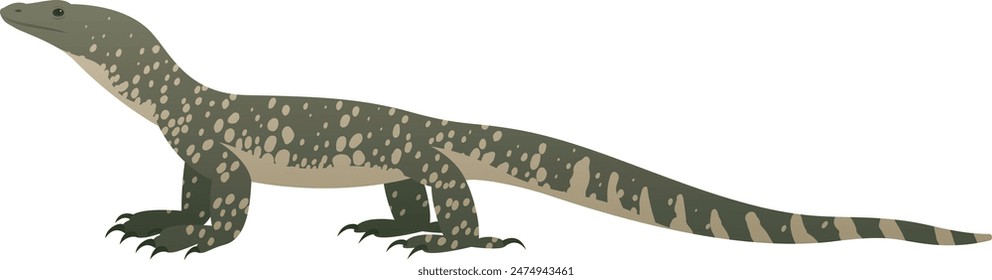 Color vector realistic illustration of goanna. Wild carnivorous reptile, predatory green lizard isolated on white background. Wildlife of Australia and Asia.