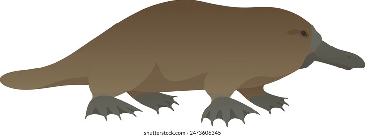 Ilustración realista del Vector del color de la vista lateral del ornitorrinco. Animal acuático salvaje aislado sobre fondo blanco. Mamífero semiacuático endémico. Fauna de Australia.