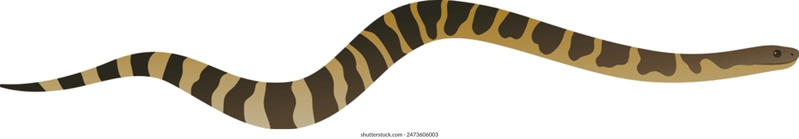 Color vector realistic illustration of tiger snake. Wild black and yellow venomous reptile isolated on white background. Wildlife of Australia.