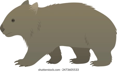 Color vector realistic illustration of wombat side view. Wild marsupial animal isolated on white background. Wildlife of Australia.