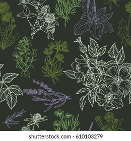 Color vector seamless pattern in green and purple colors, dark background, medicinal herbs and flowers, vector sketch illustration, vintage style, echinacea, chamomile, lavender, calendula, clover