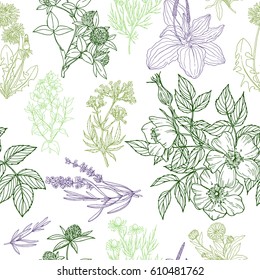 Color vector seamless pattern in green and purple colors, white background, medicinal herbs and flowers, herbal tea collection, vector sketch illustration